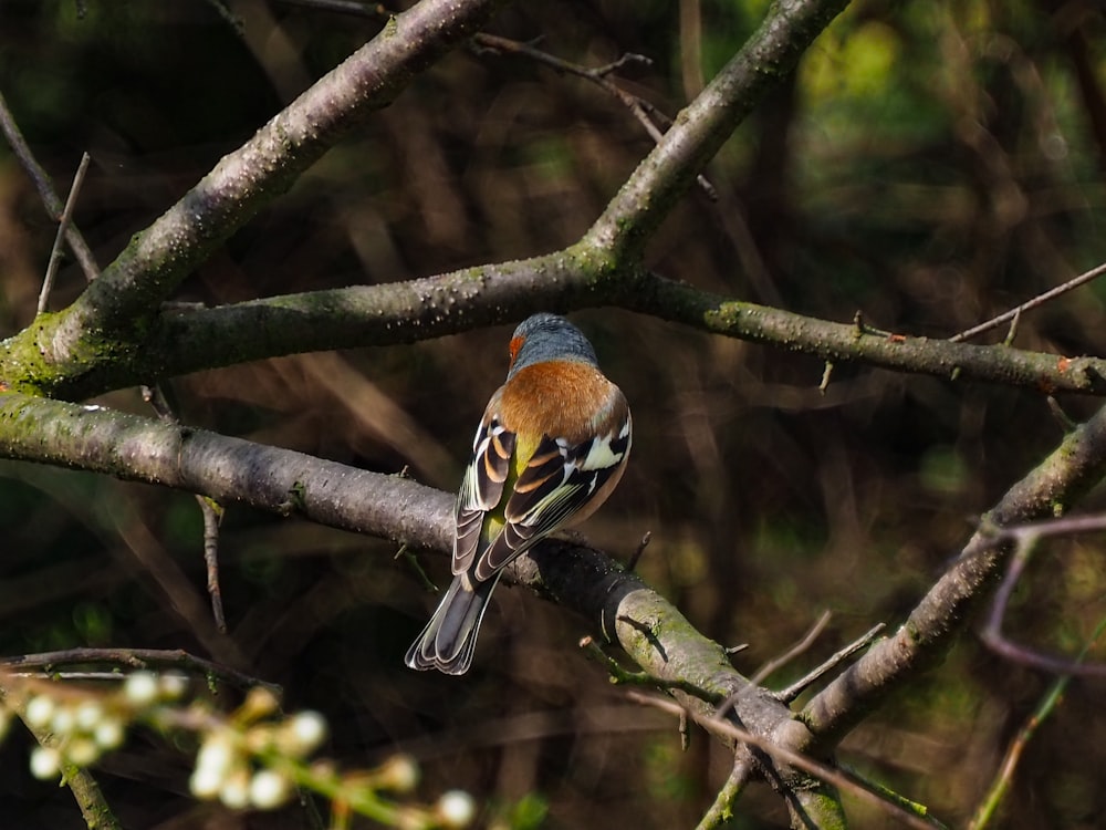 a small bird perched on a tree branch