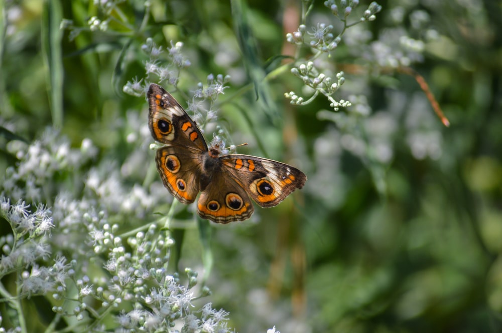 Nahaufnahme eines Schmetterlings auf einer Blume