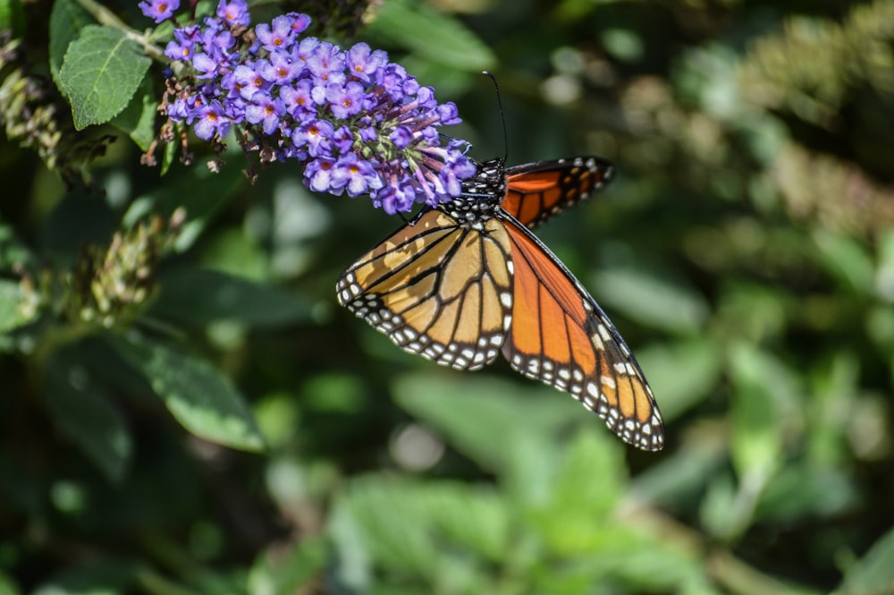 Ein Monarchfalter, der auf einer violetten Blume ruht