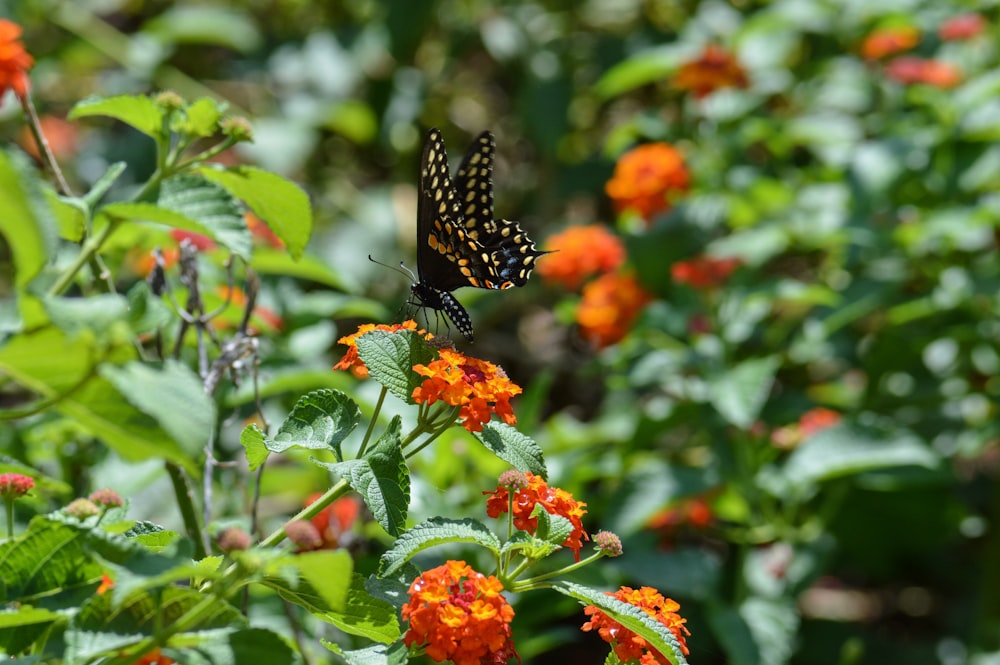 a black and yellow butterfly sitting on top of a flower