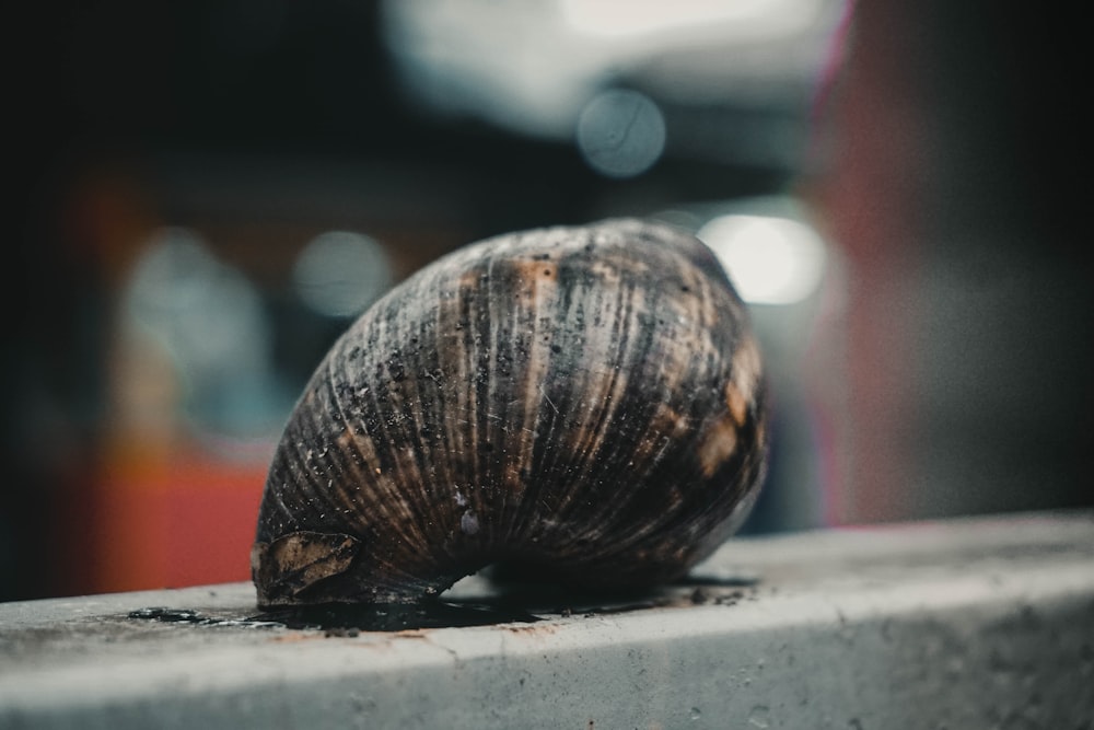 a close up of a snail on a ledge