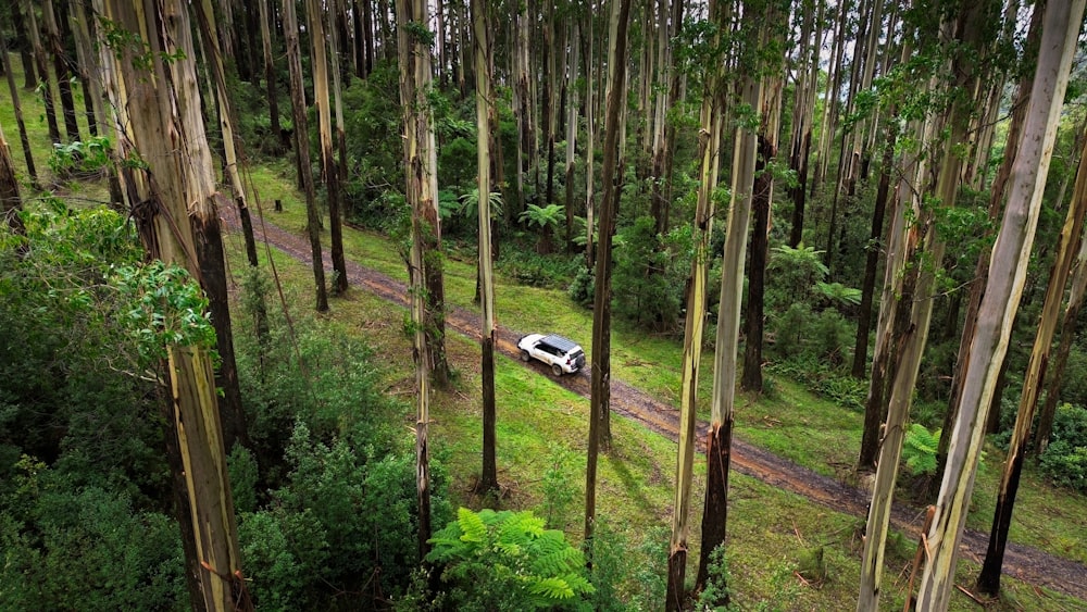 a car driving through a forest filled with tall trees