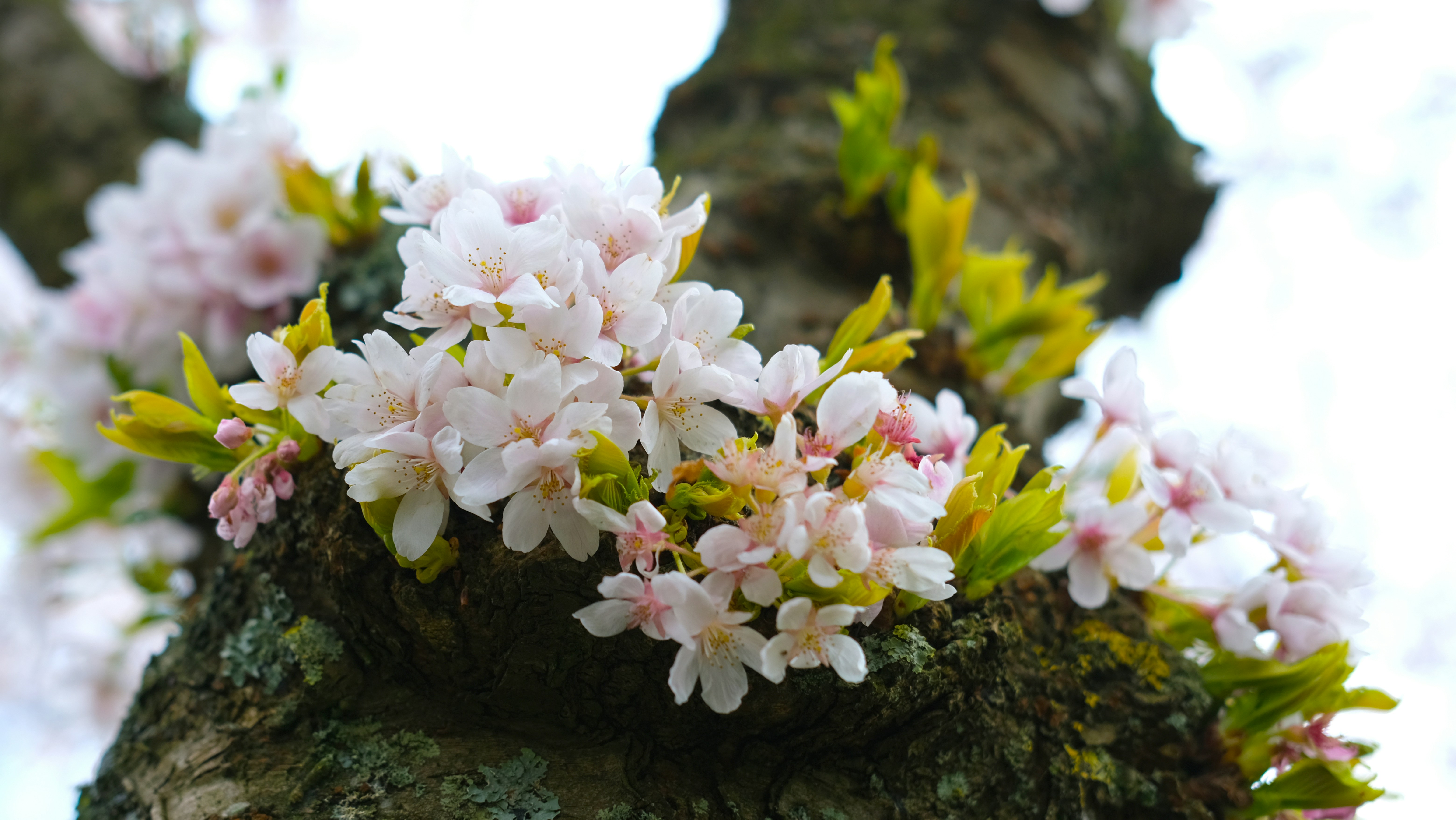 a close up of a tree with flowers on it, Cherry blossom