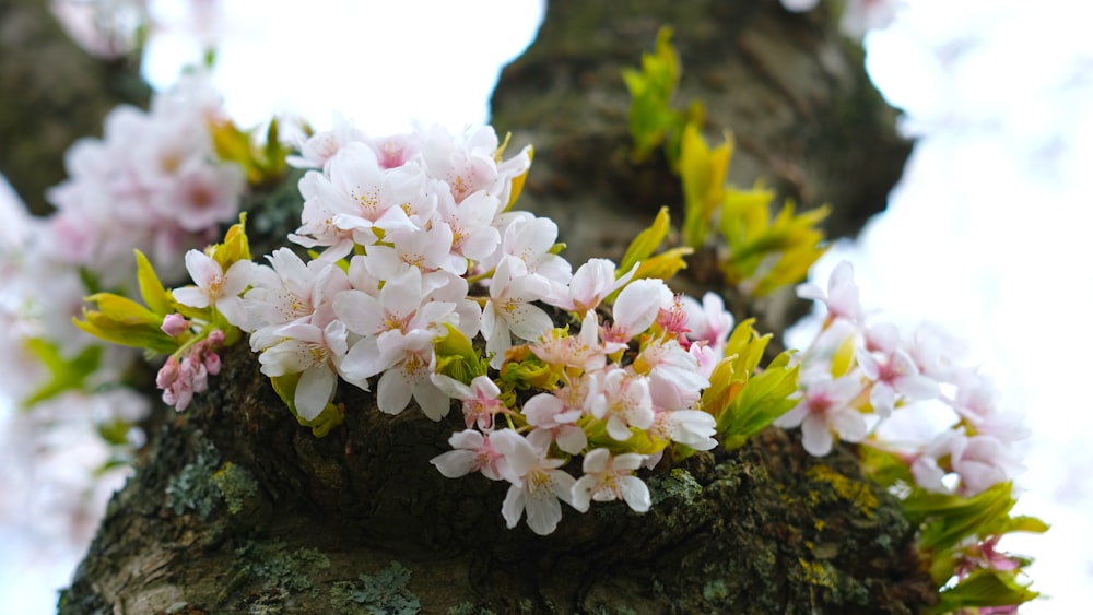a close up of a tree with flowers on it