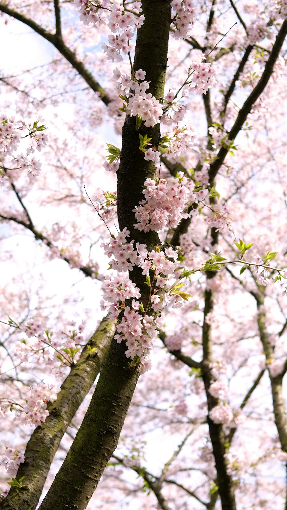 a tree filled with lots of pink flowers