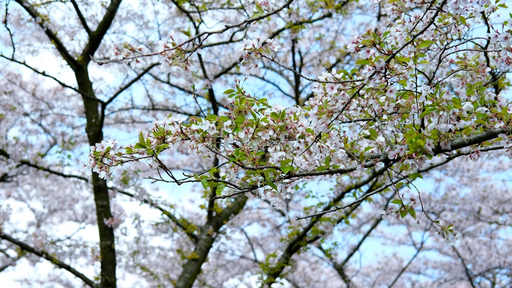 a tree with lots of pink flowers and green leaves