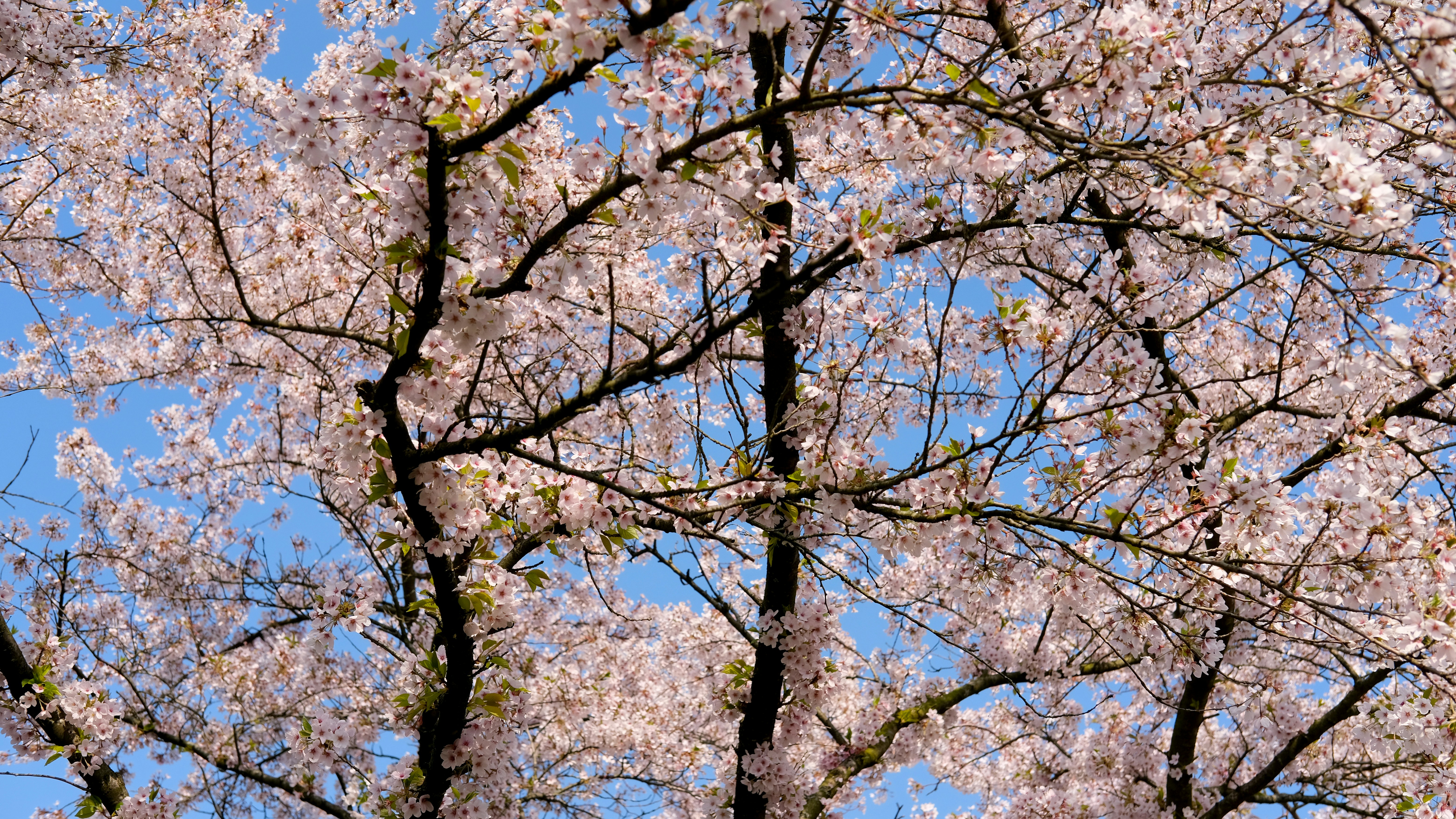 a tree with lots of pink flowers on it, Cherry blossom