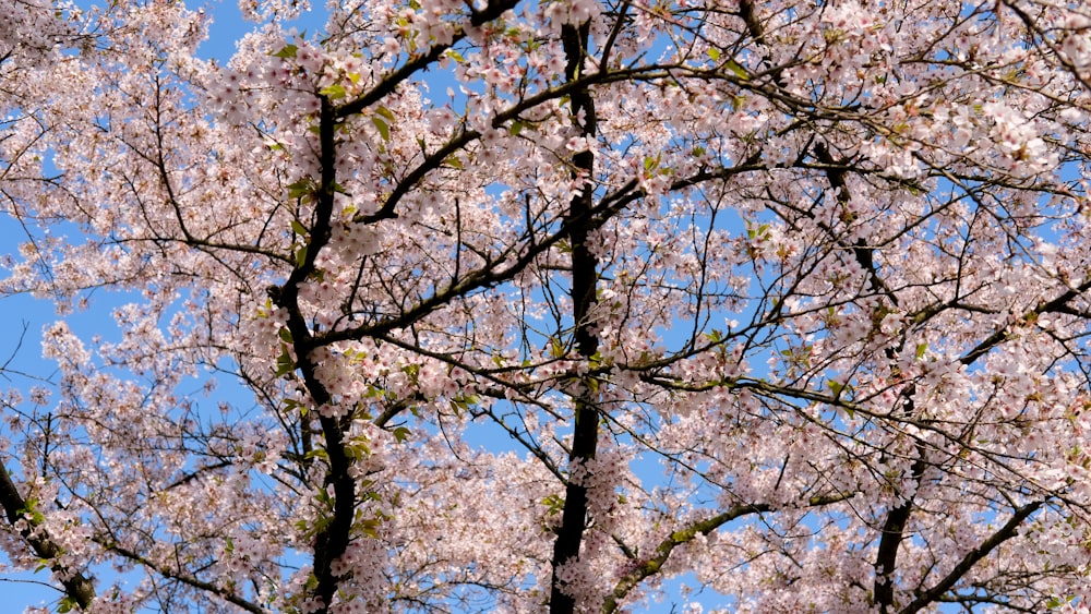 a tree with lots of pink flowers on it