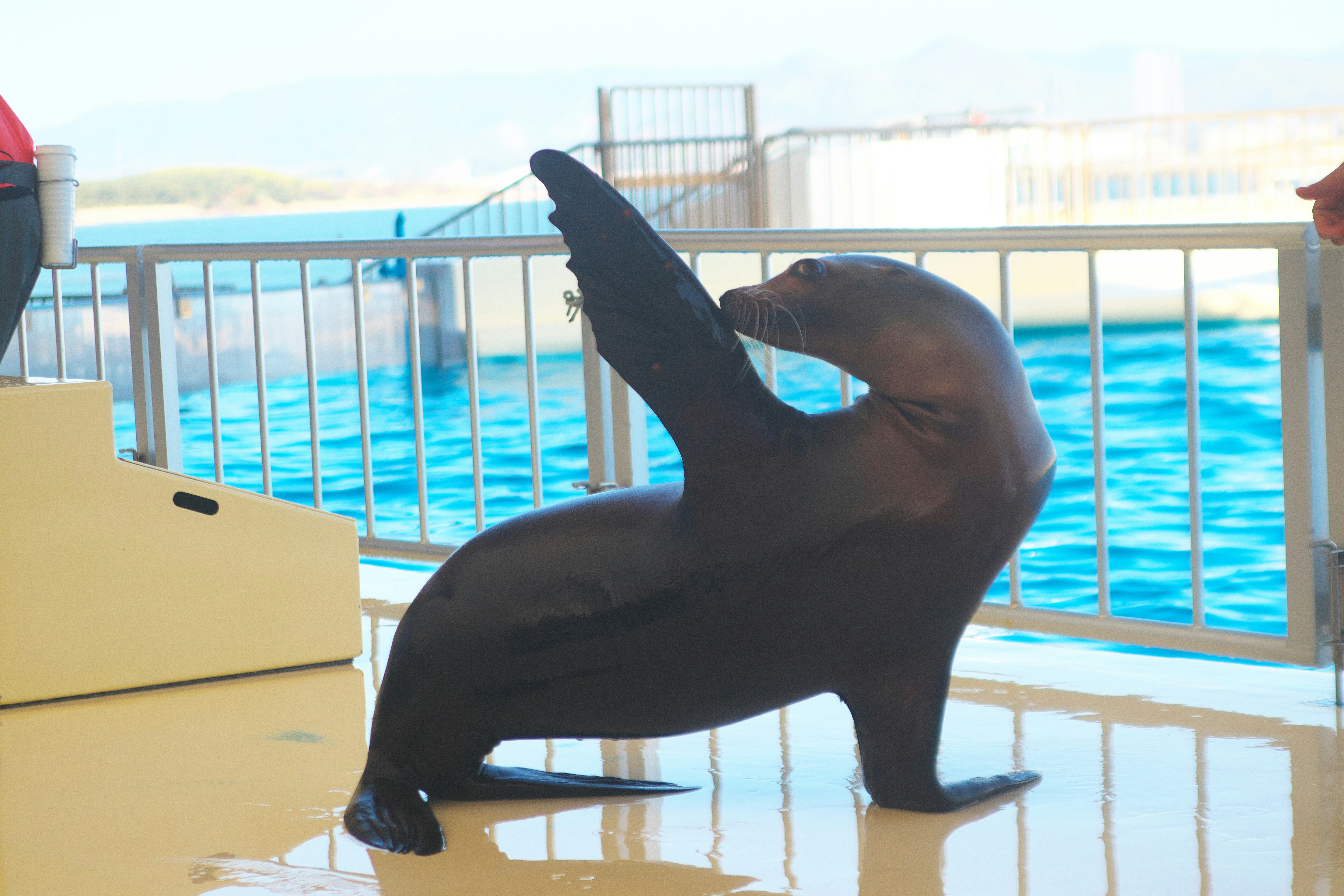 a statue of a sea lion on a pier
