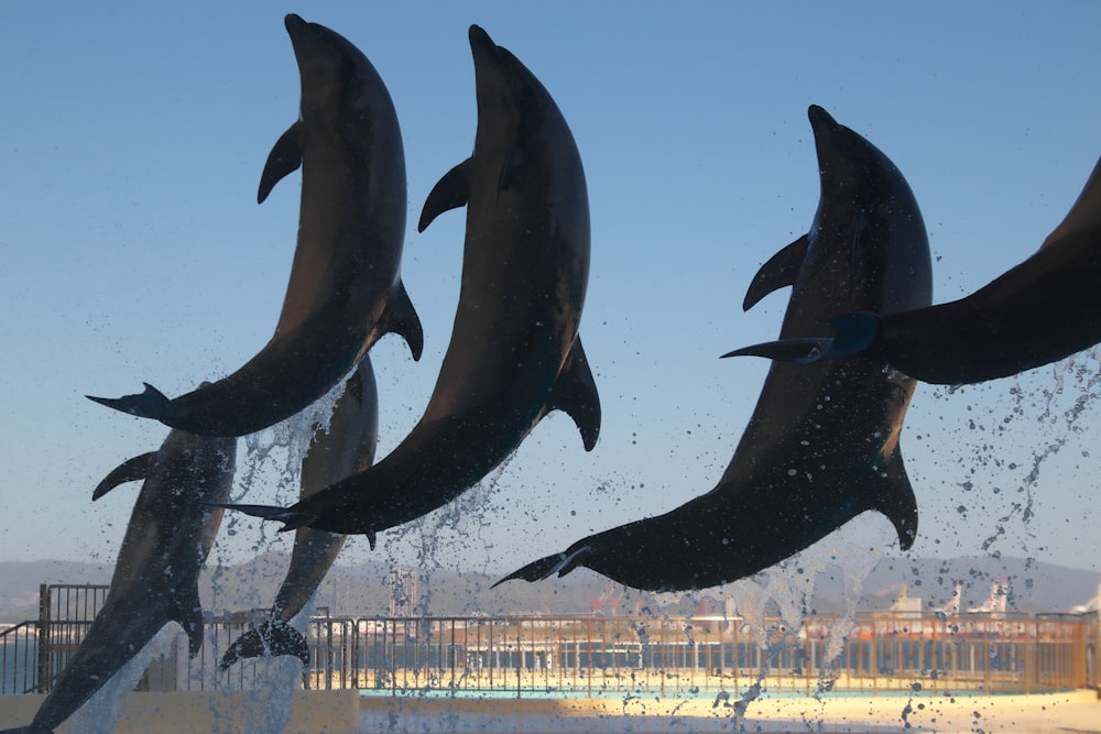 a group of dolphins jumping out of the water