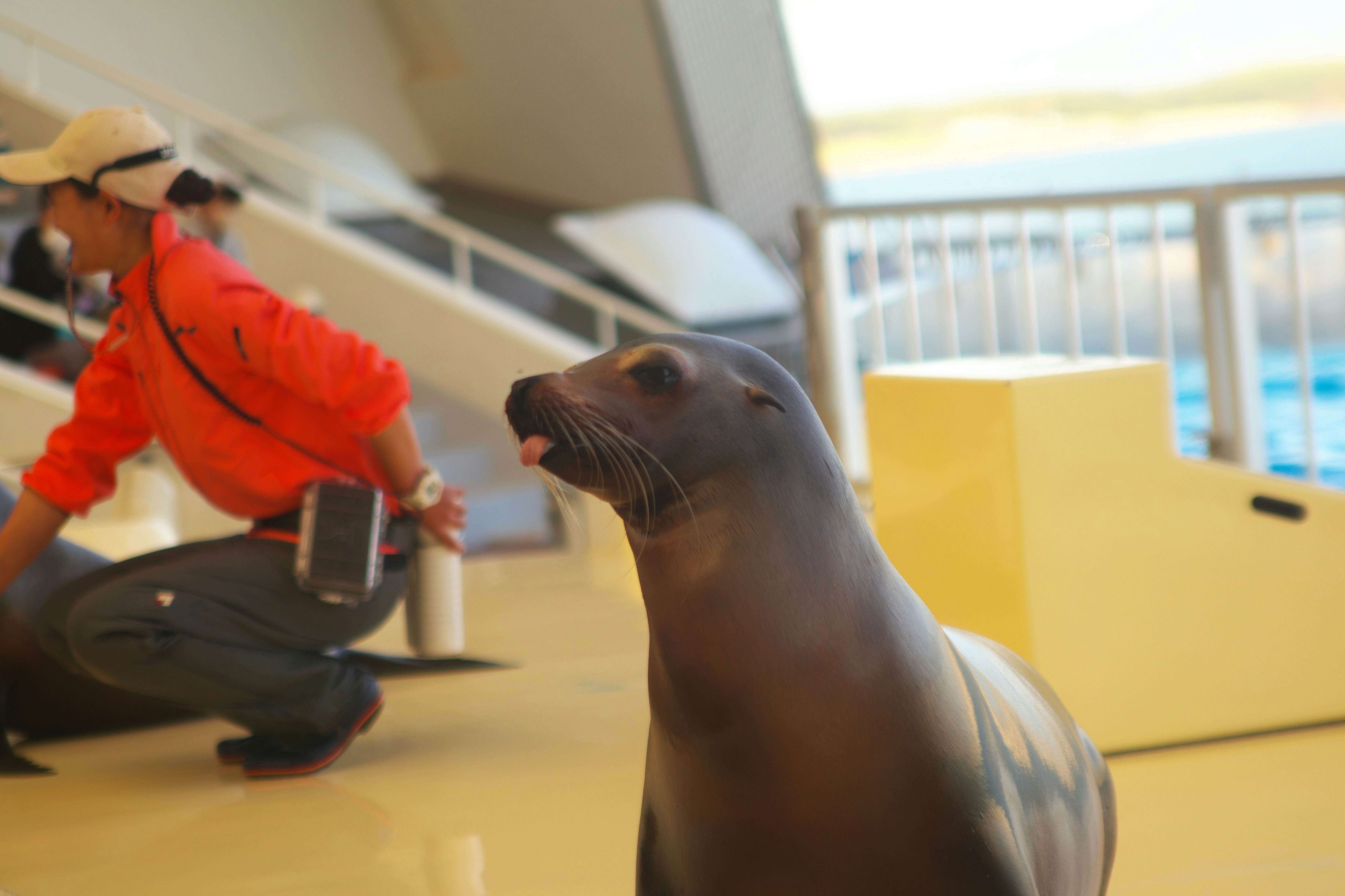 a seal sitting on the ground next to a man