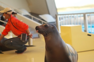 A sea lion with its head turned to one side, positioned in an indoor space with bright flooring and railings. A person wearing a red jacket and white cap is crouched nearby, focusing on another task.