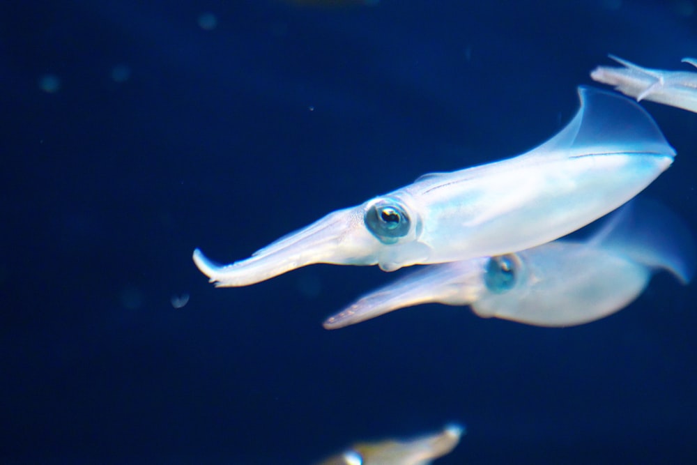 a close up of a squid in the water