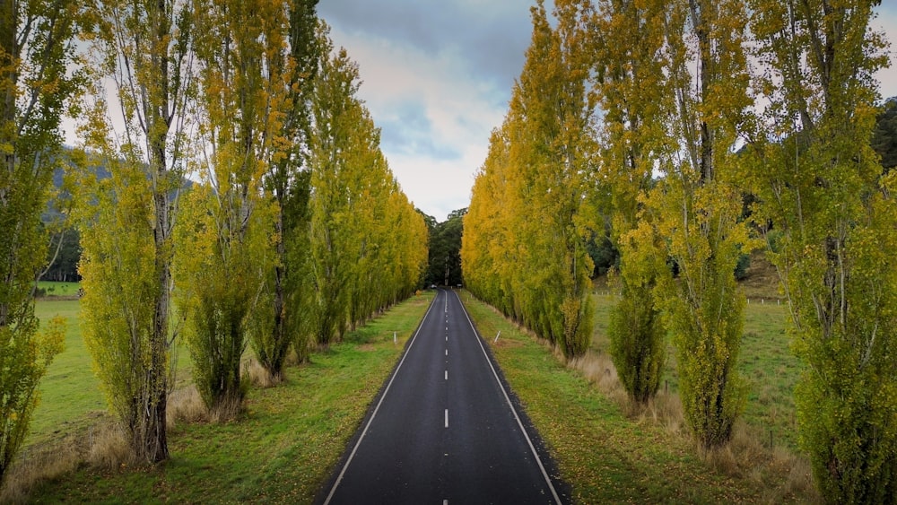 a road surrounded by tall trees and green grass