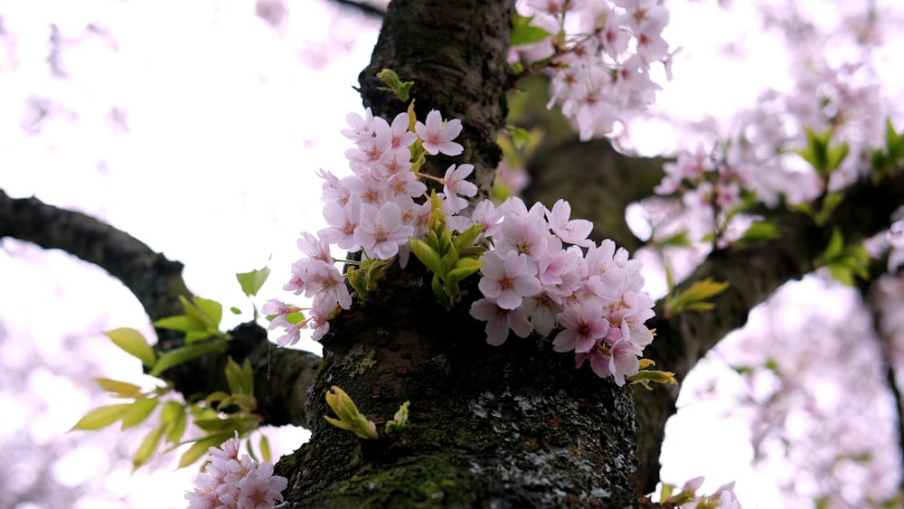 a branch of a tree with pink flowers