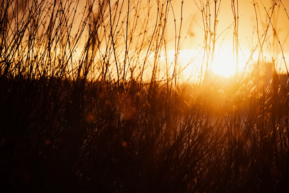 the sun is setting over a field of tall grass