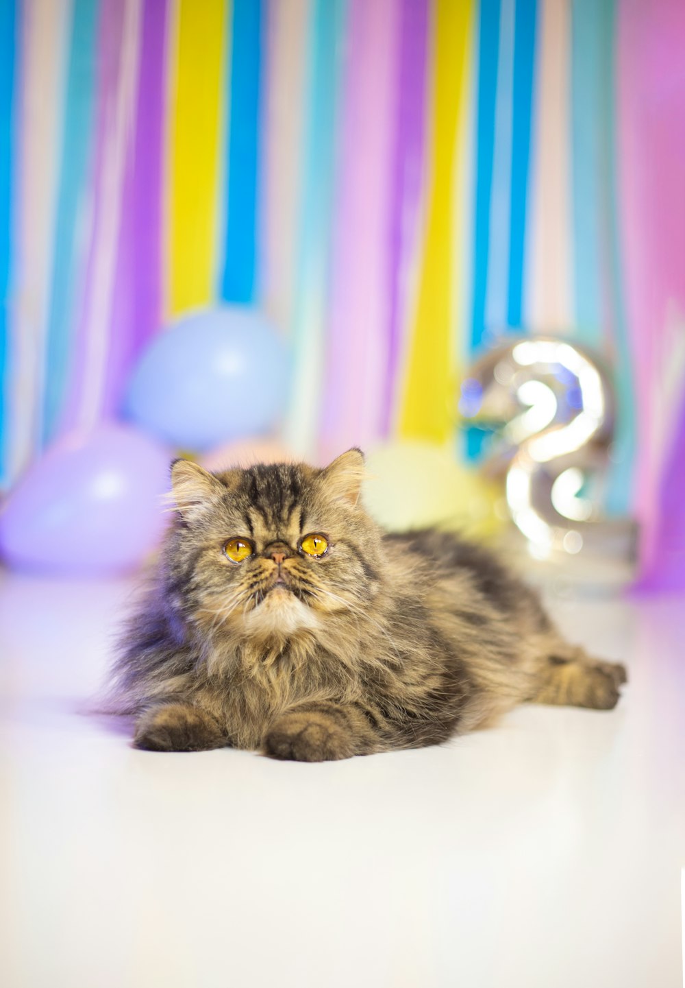 a cat laying on the floor in front of balloons