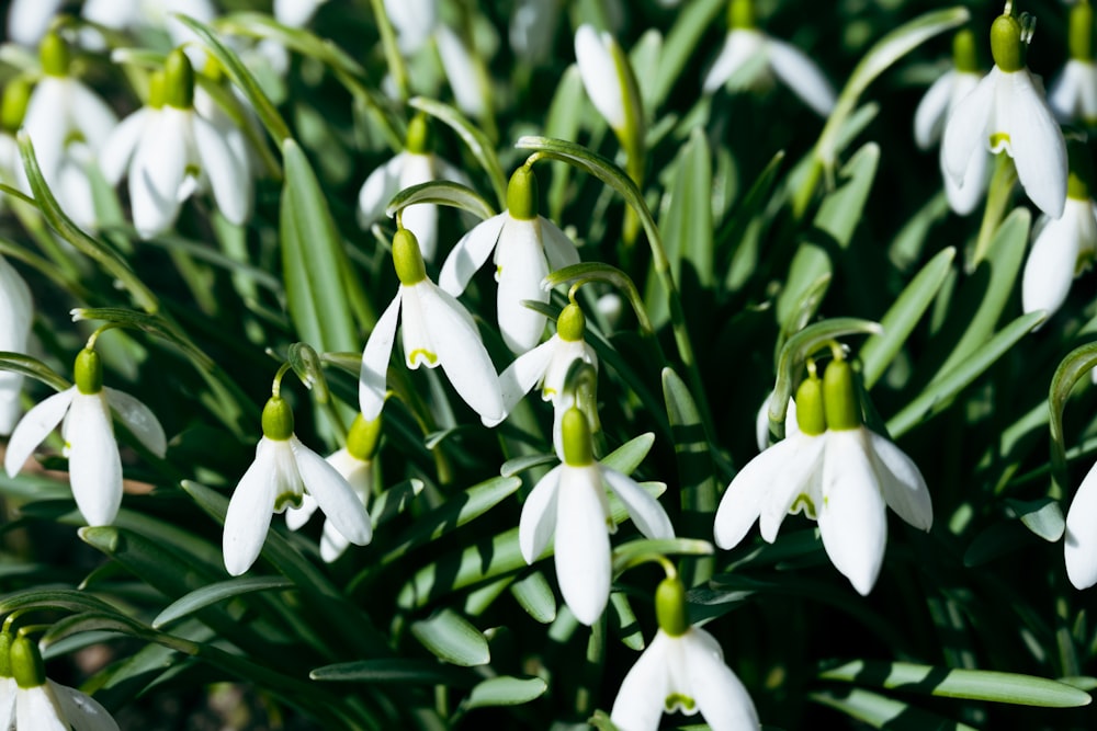 a group of white flowers with green stems