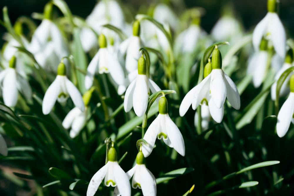 a group of white flowers with green stems