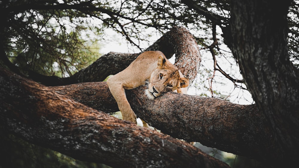 a lion is climbing up a tree branch