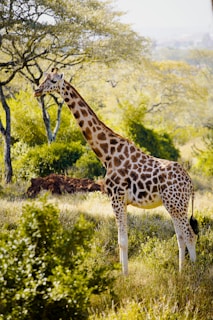 a giraffe standing in the middle of a lush green field