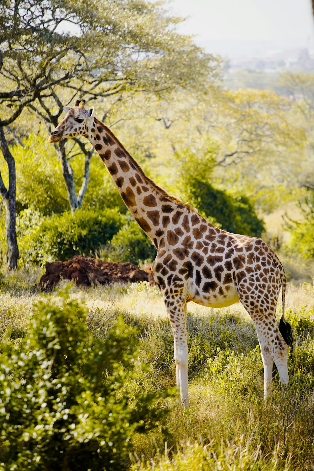 a giraffe standing in the middle of a lush green field
