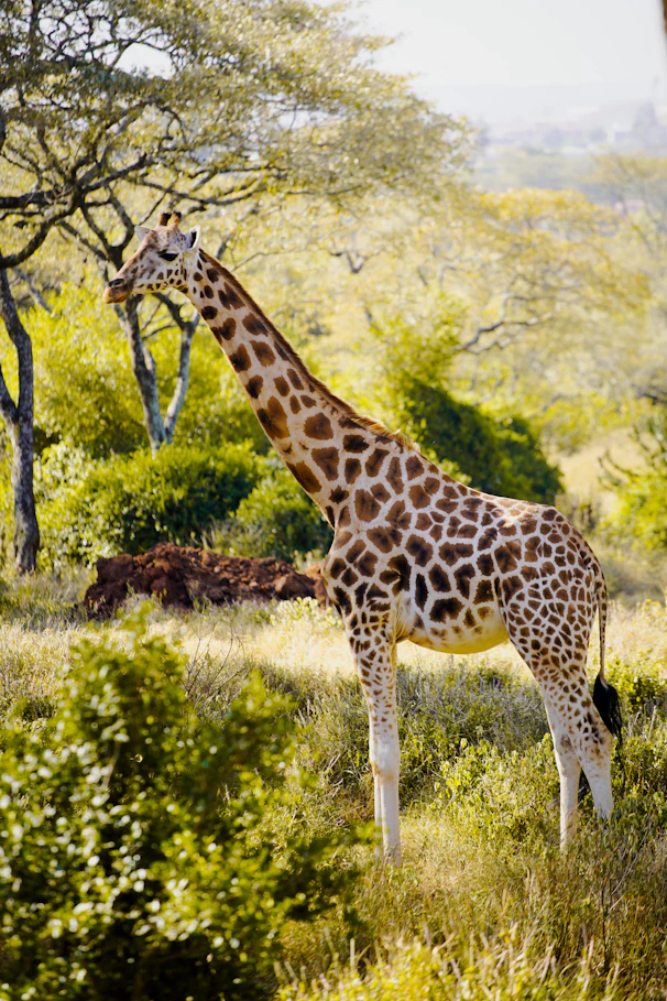 a giraffe standing in the middle of a lush green field