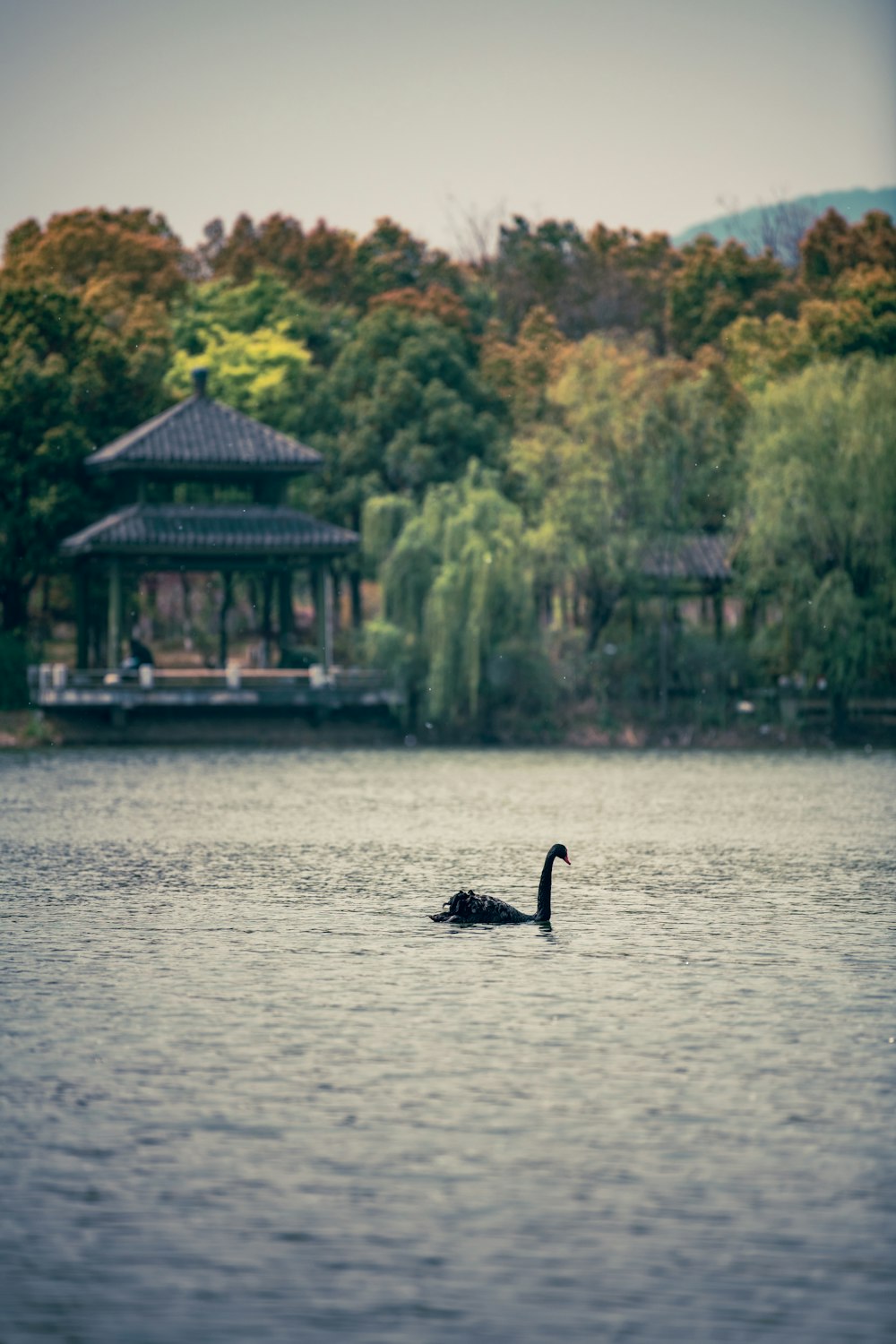 a black swan floating on top of a lake