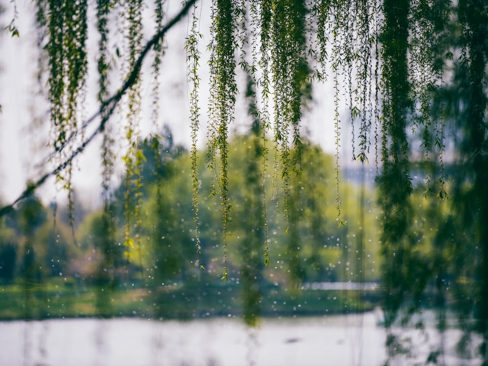 a tree hanging over a body of water