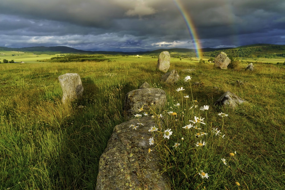 a rainbow in the sky over a grassy field