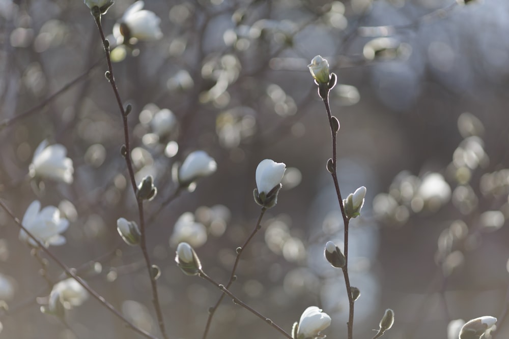 a close up of a tree with white flowers