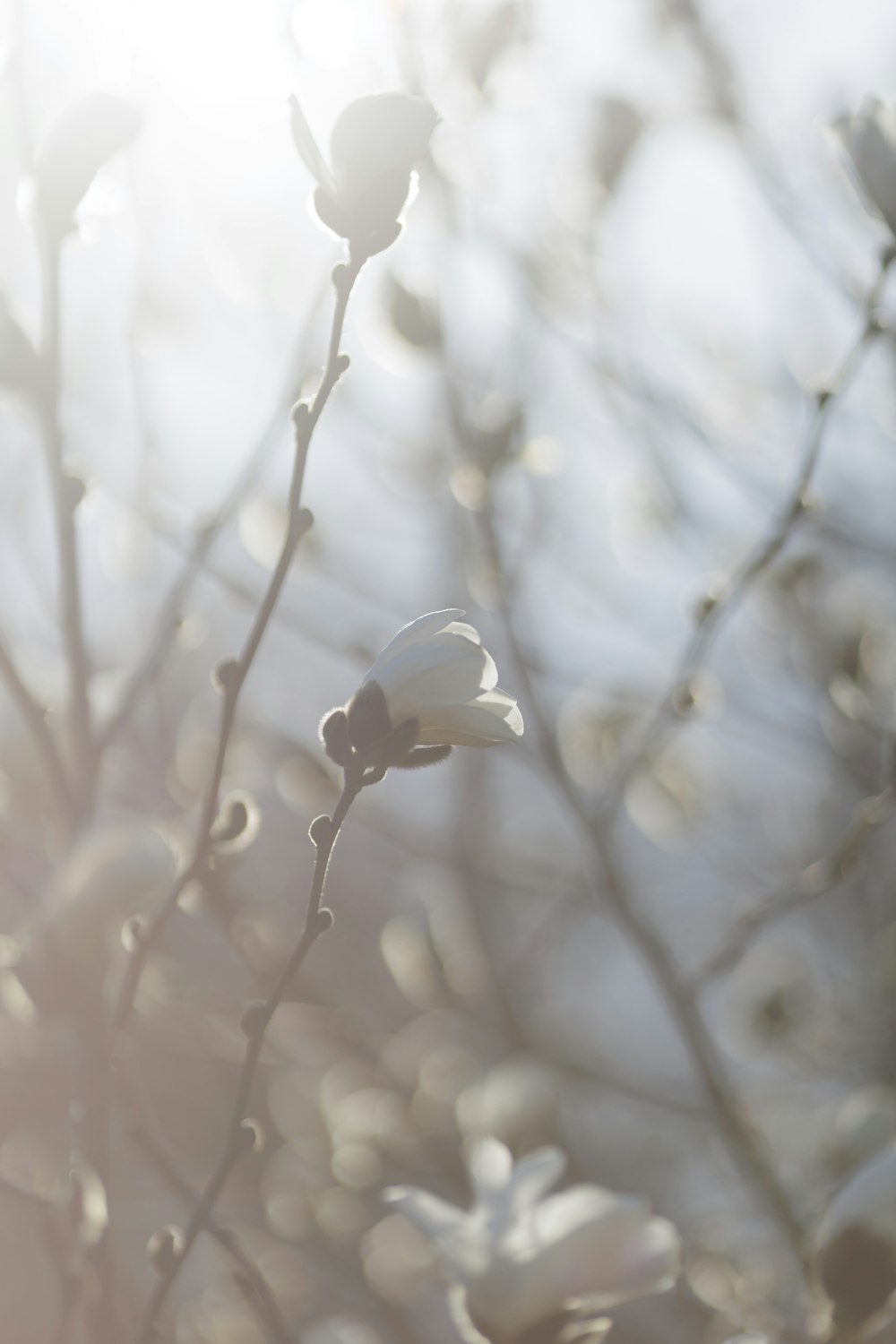 a close up of a tree with white flowers