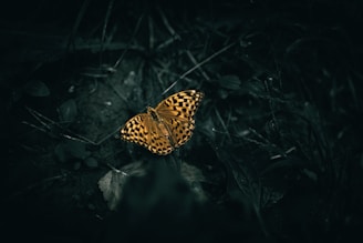 a butterfly that is sitting on some grass