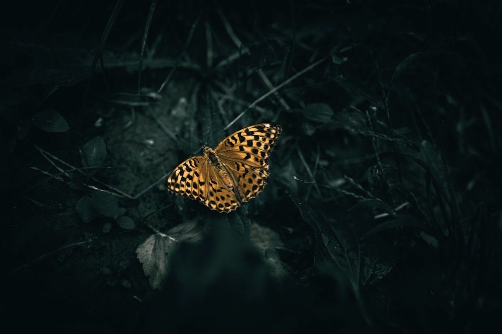 a butterfly that is sitting on some grass
