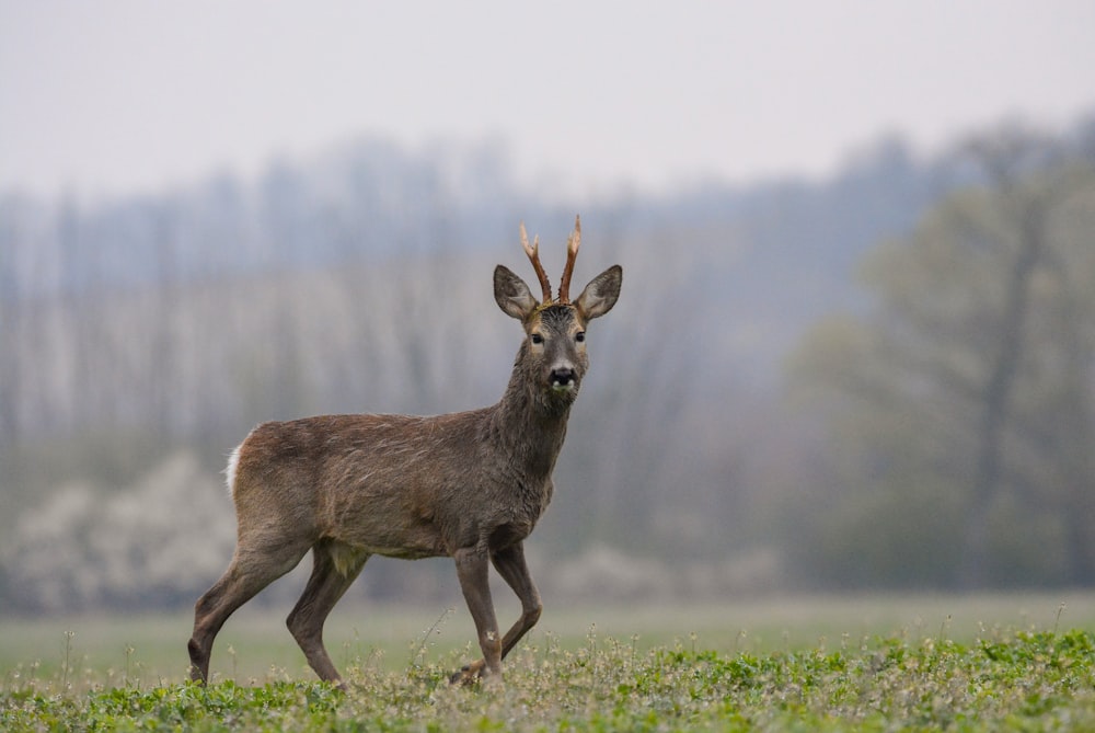 a deer with antlers standing in a field