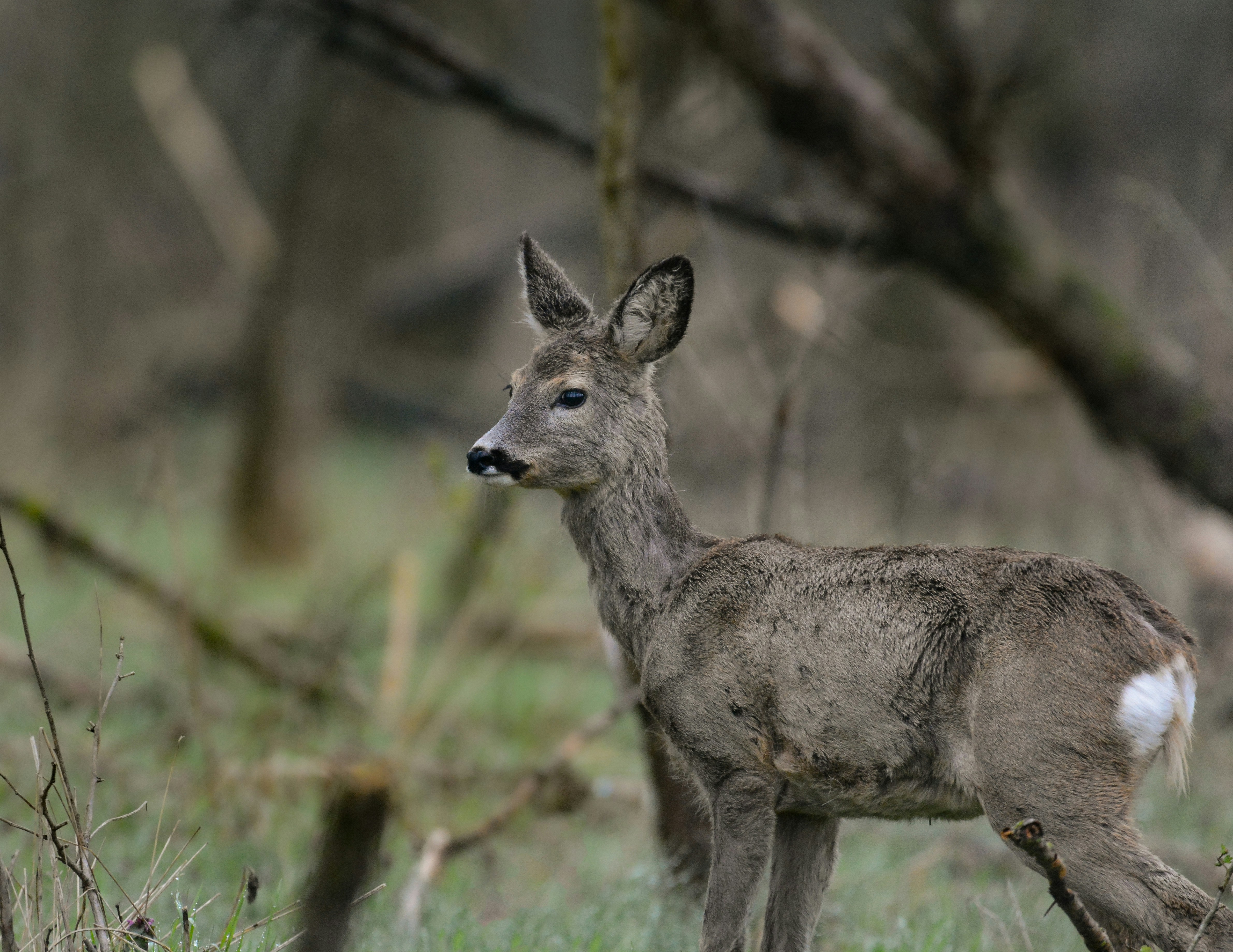 a small deer standing in a grassy field