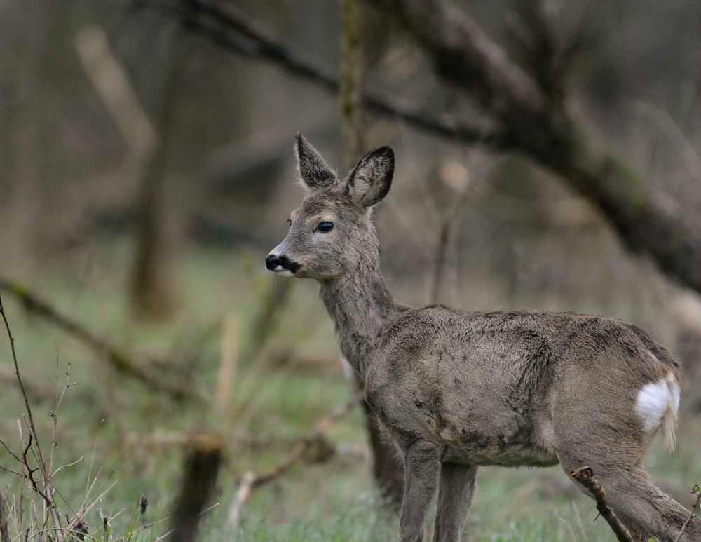 a small deer standing in a grassy field