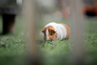 A guinea pig exploring a garden patch with curious eyes