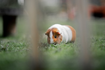 A guinea pig with a combination of orange, white, and brown fur is nibbling on grass outdoors. The surroundings are grassy and blurred, suggesting focus on the animal and possibly a shallow depth of field.