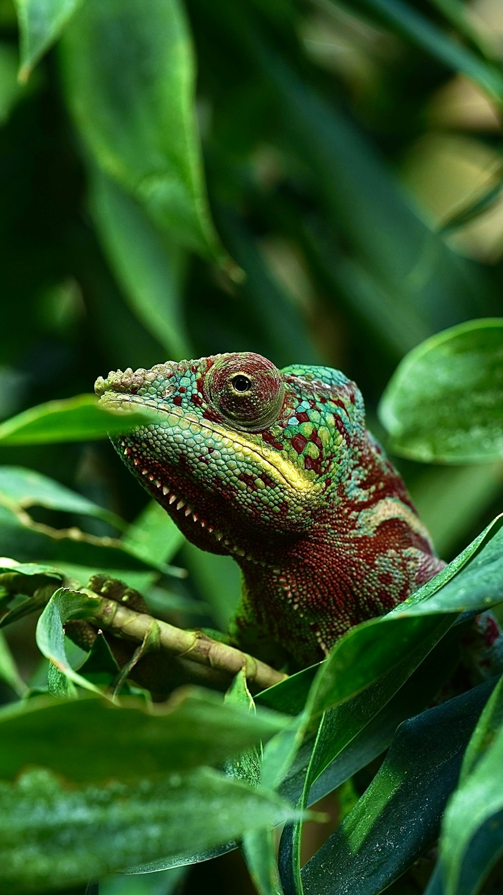 a chamelon sitting on a branch in a tree