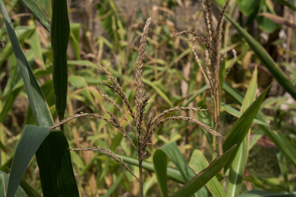 a close up of a stalk of corn in a field