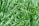 A dense cluster of long, narrow green grass blades growing closely together in an outdoor setting. The vibrant green hues suggest healthy, thriving grass under sufficient sunlight.