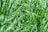 A dense cluster of long, narrow green grass blades growing closely together in an outdoor setting. The vibrant green hues suggest healthy, thriving grass under sufficient sunlight.