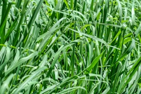A dense cluster of long, narrow green grass blades growing closely together in an outdoor setting. The vibrant green hues suggest healthy, thriving grass under sufficient sunlight.
