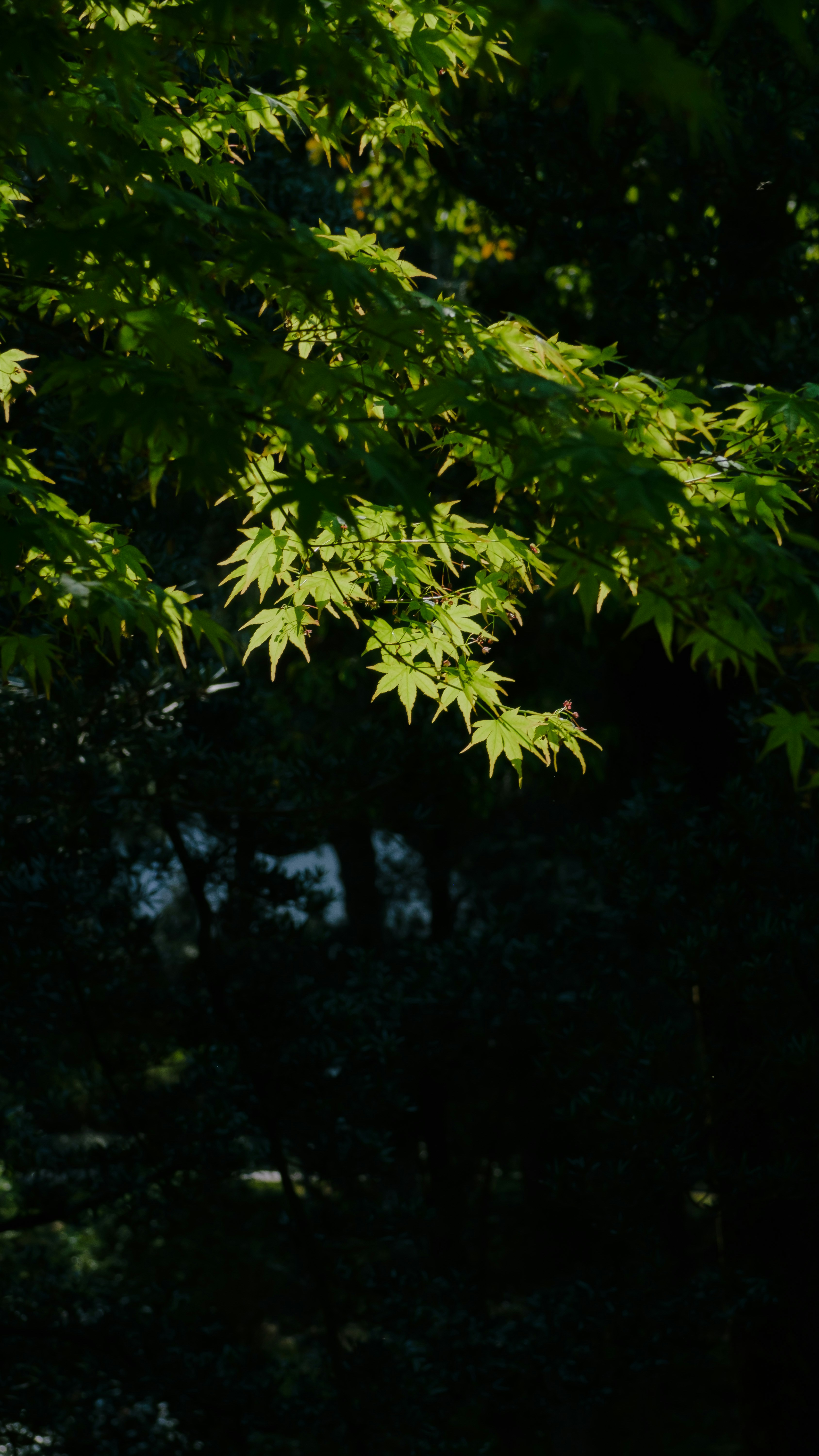 Photo by xiexianghua