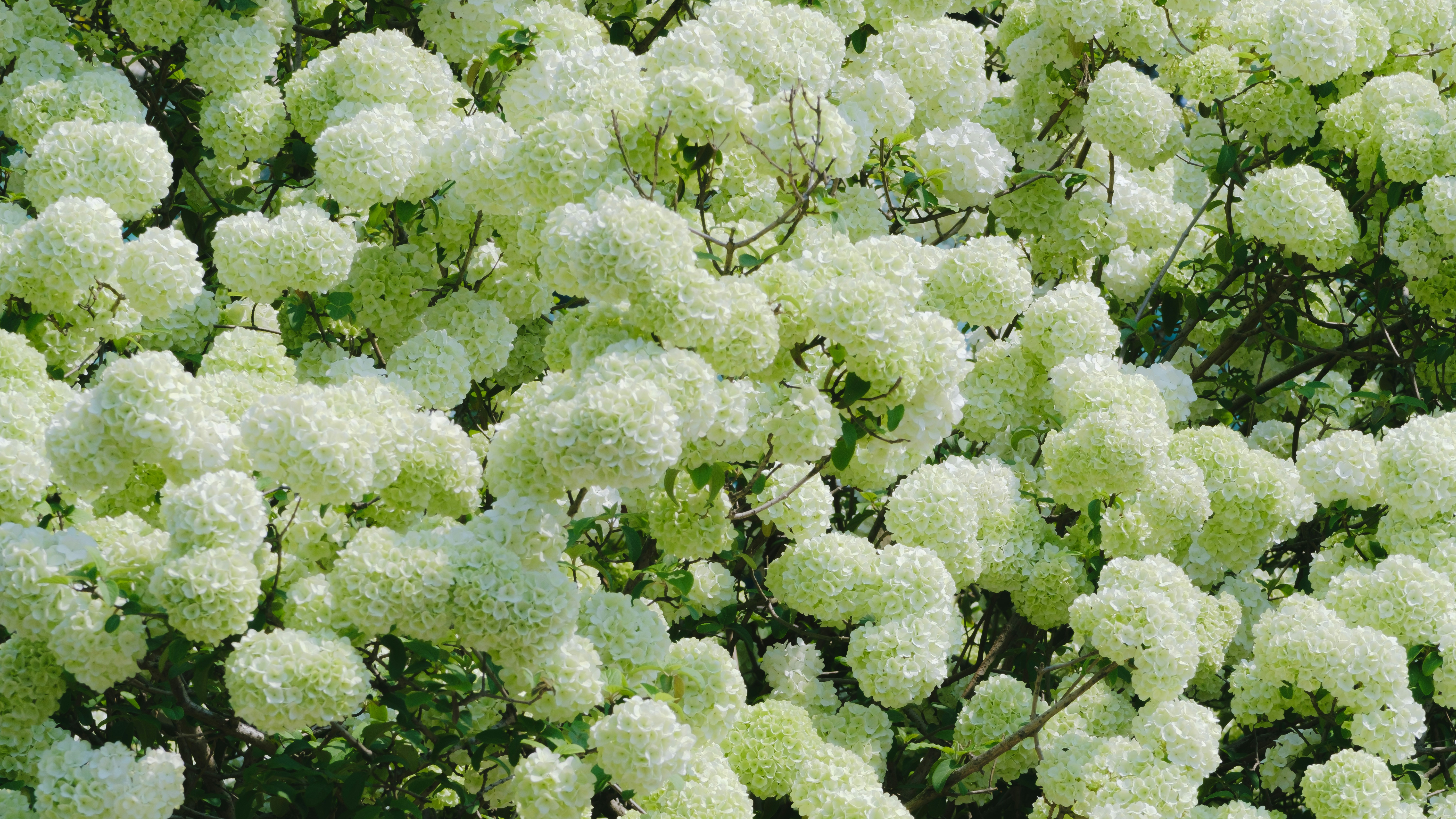 Photo by xiexianghua