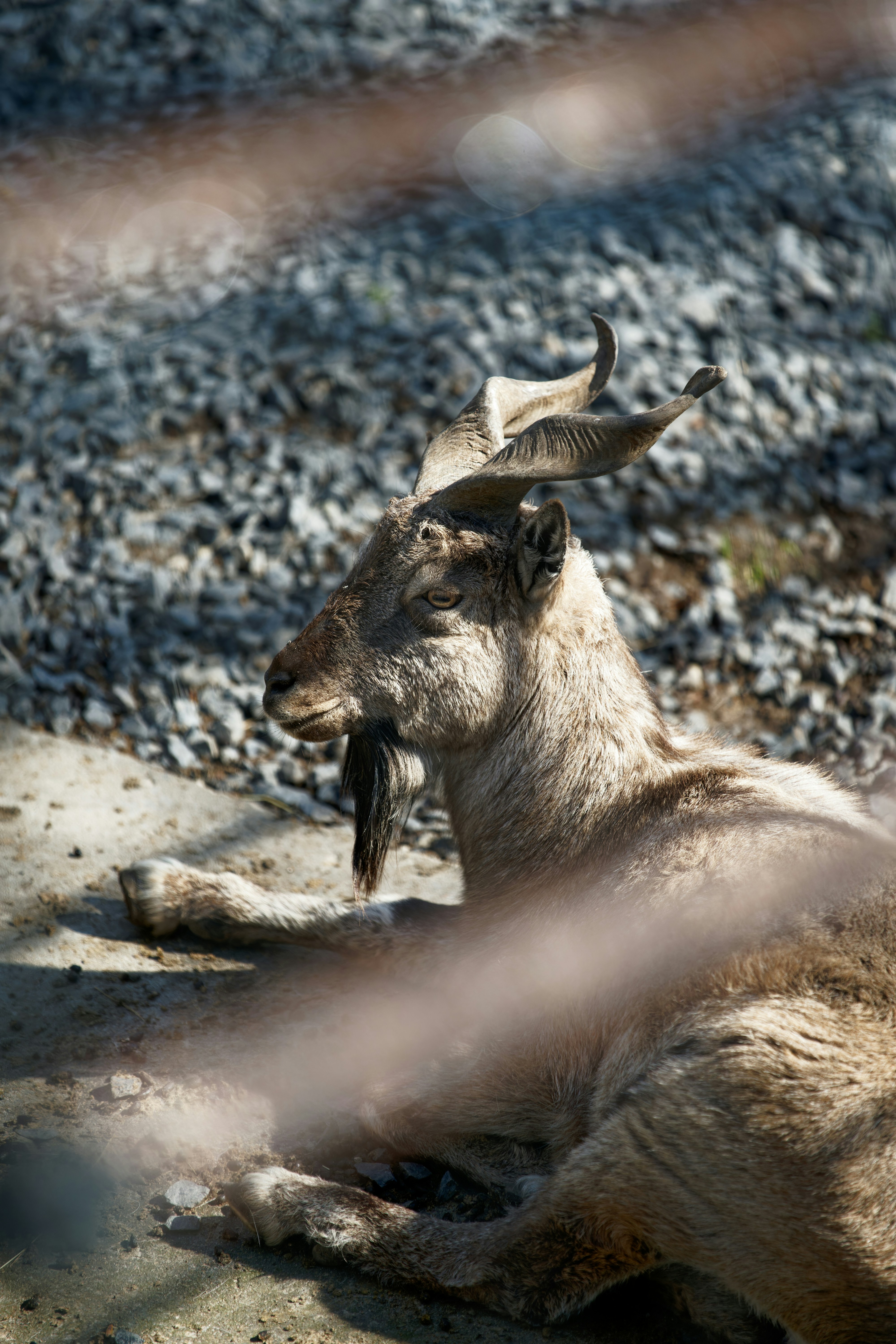 Photo by shyamalliam