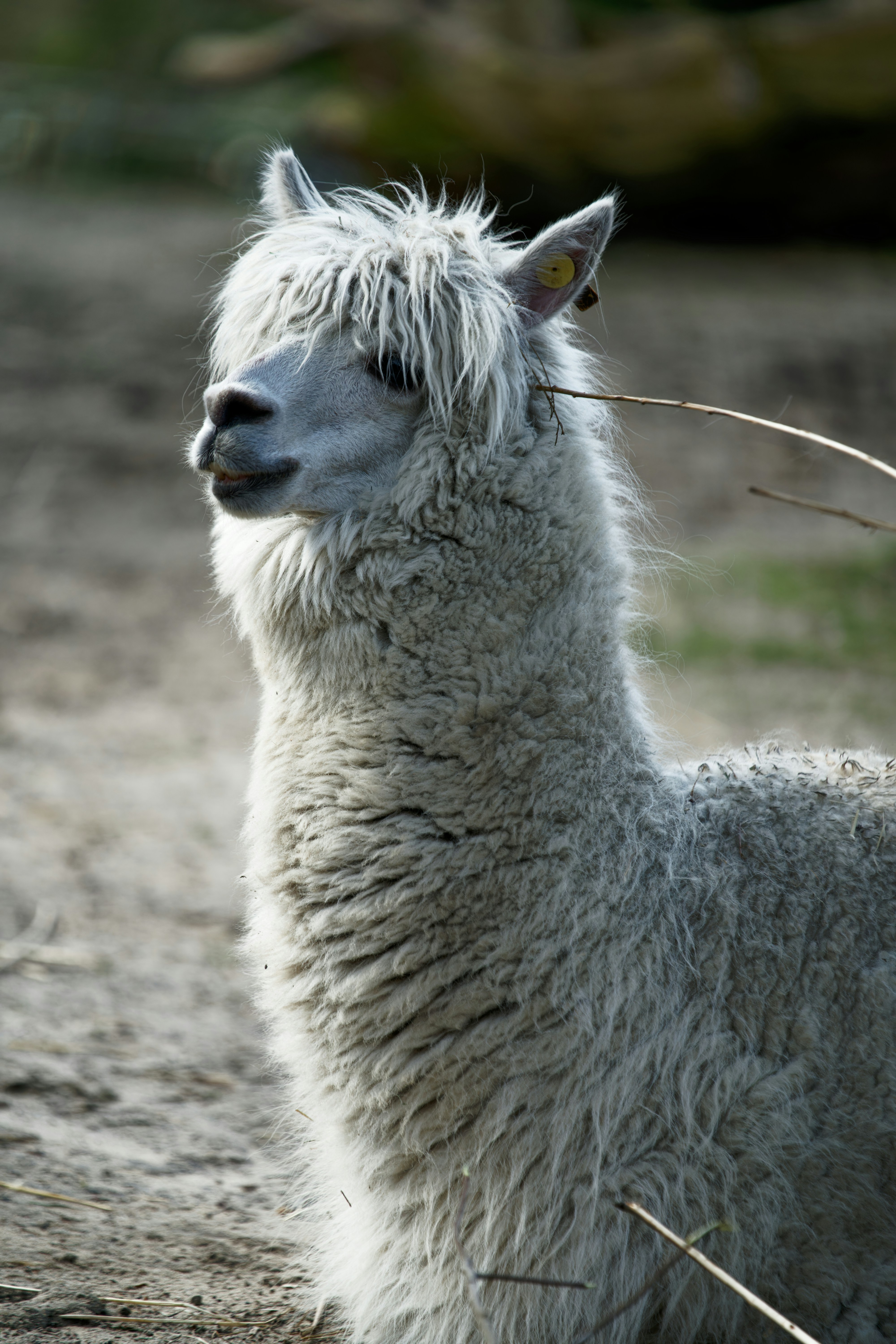 Photo by shyamalliam