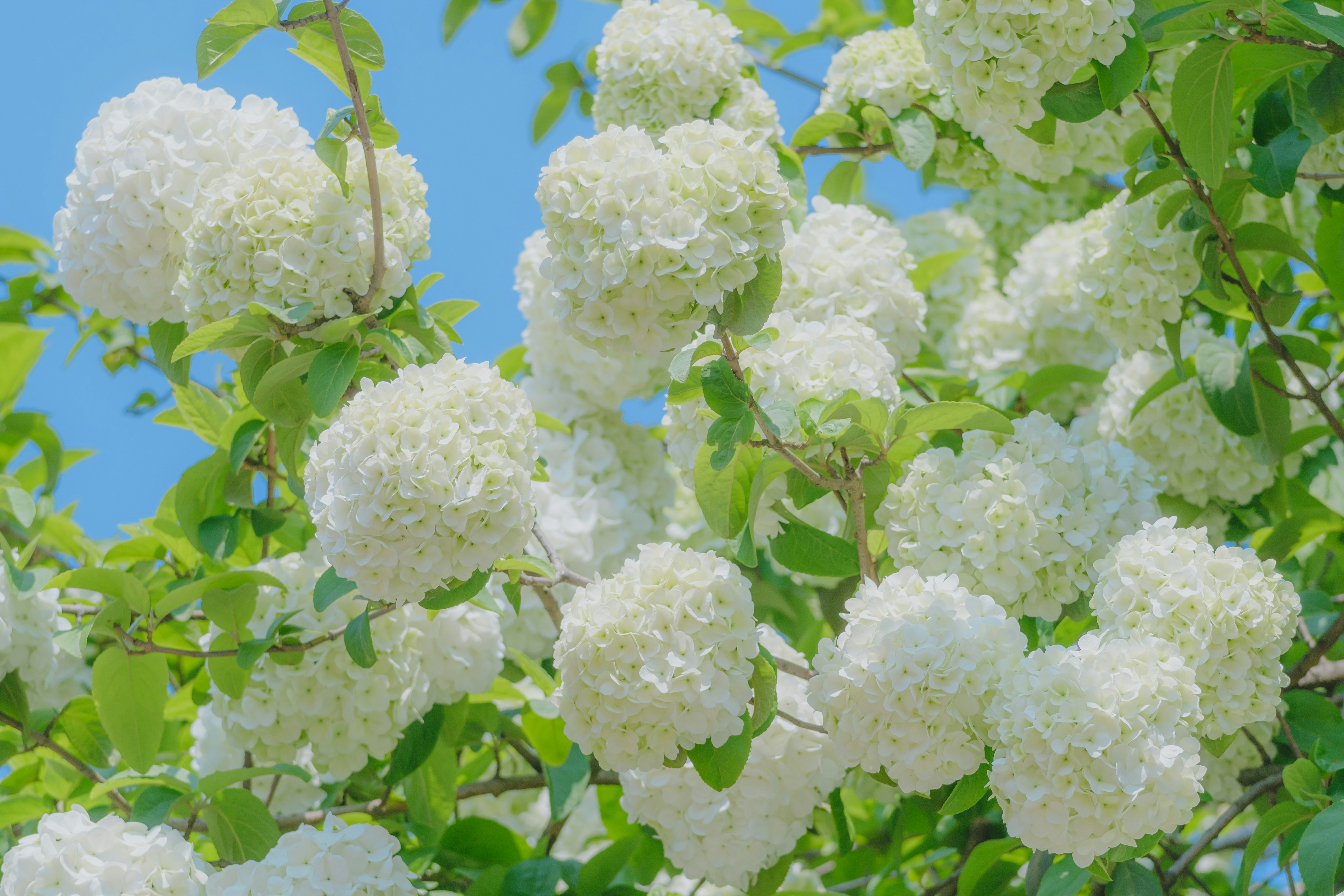 Photo by xiexianghua