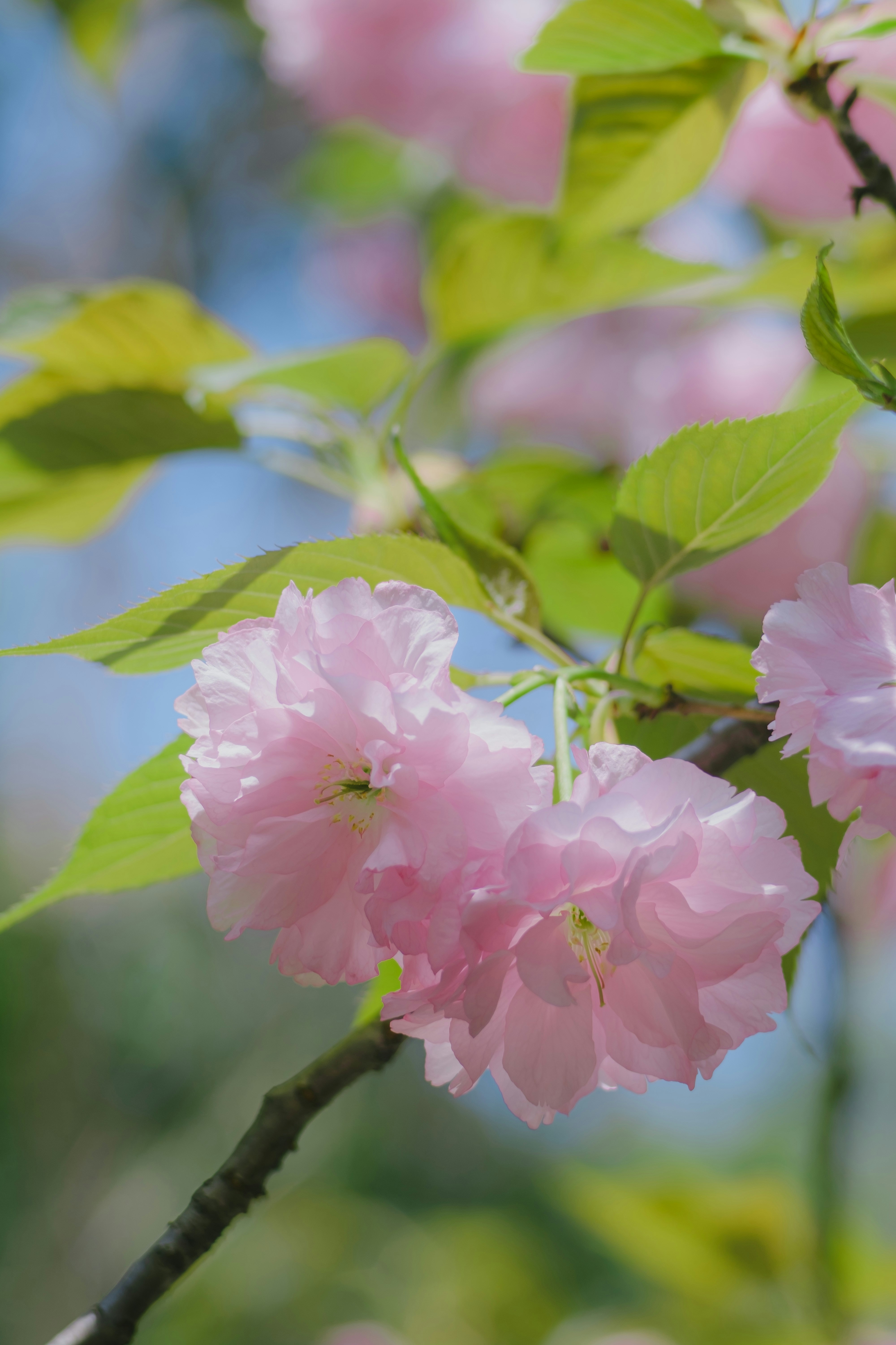 Photo by xiexianghua